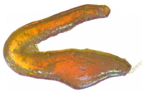 Réf. 252 636 : Otiorhynchus pseudonothus